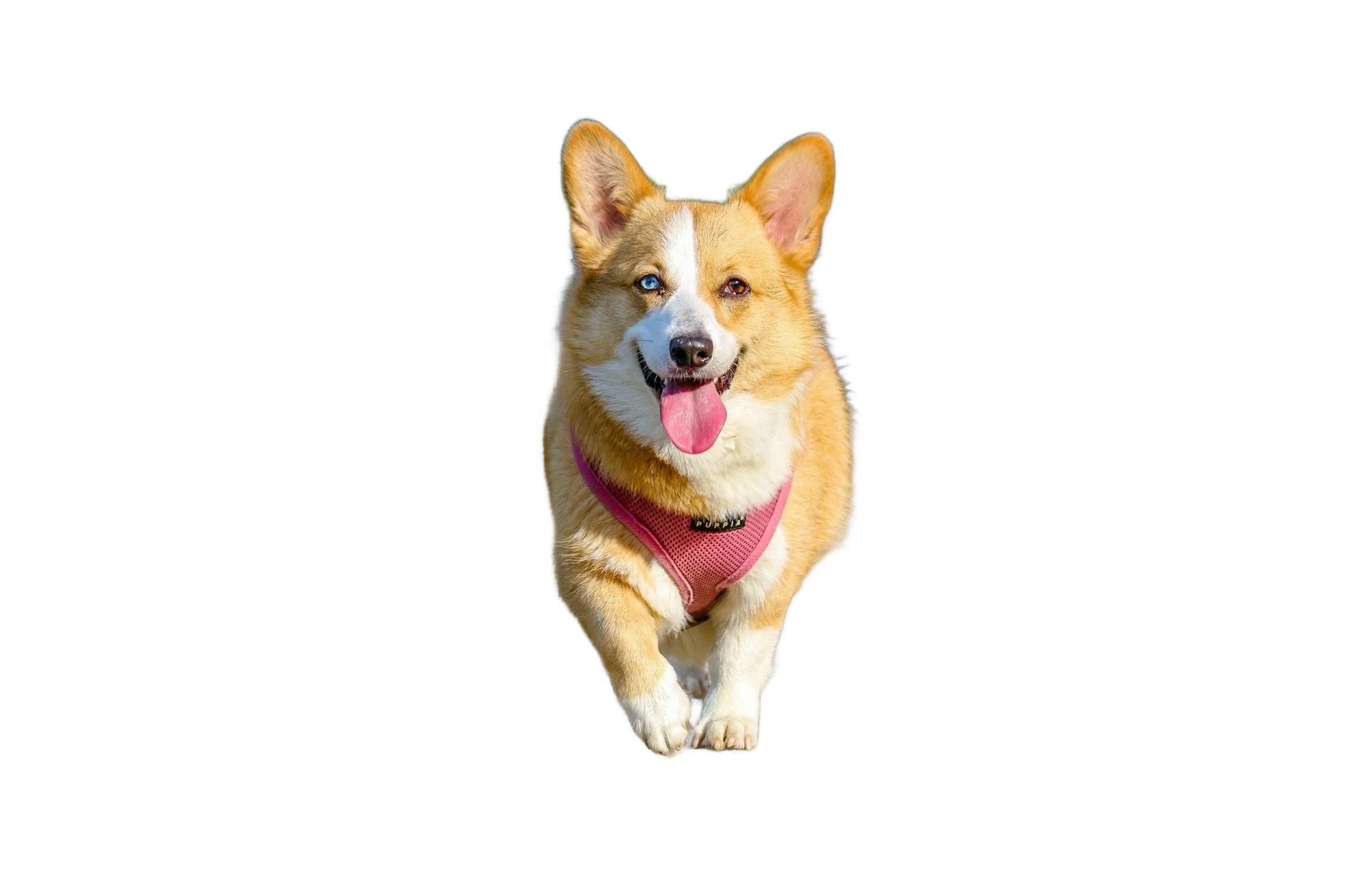 Background Remover Background Remover